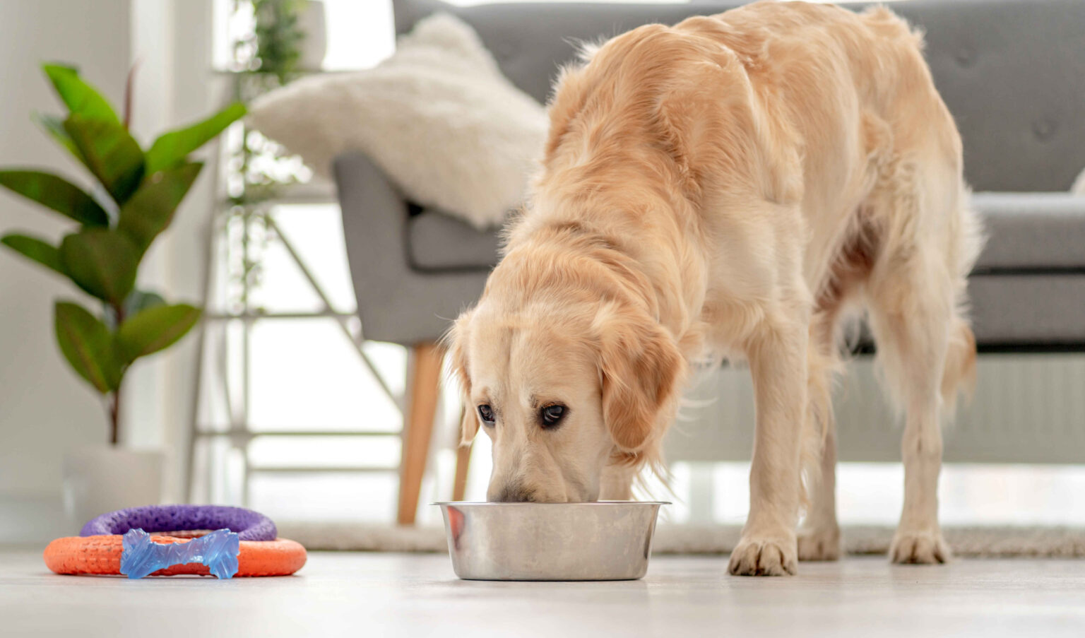 Senior golden retriever eating soft dog food from a bowl at home