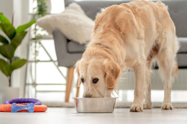 Senior golden retriever eating soft dog food from a bowl at home