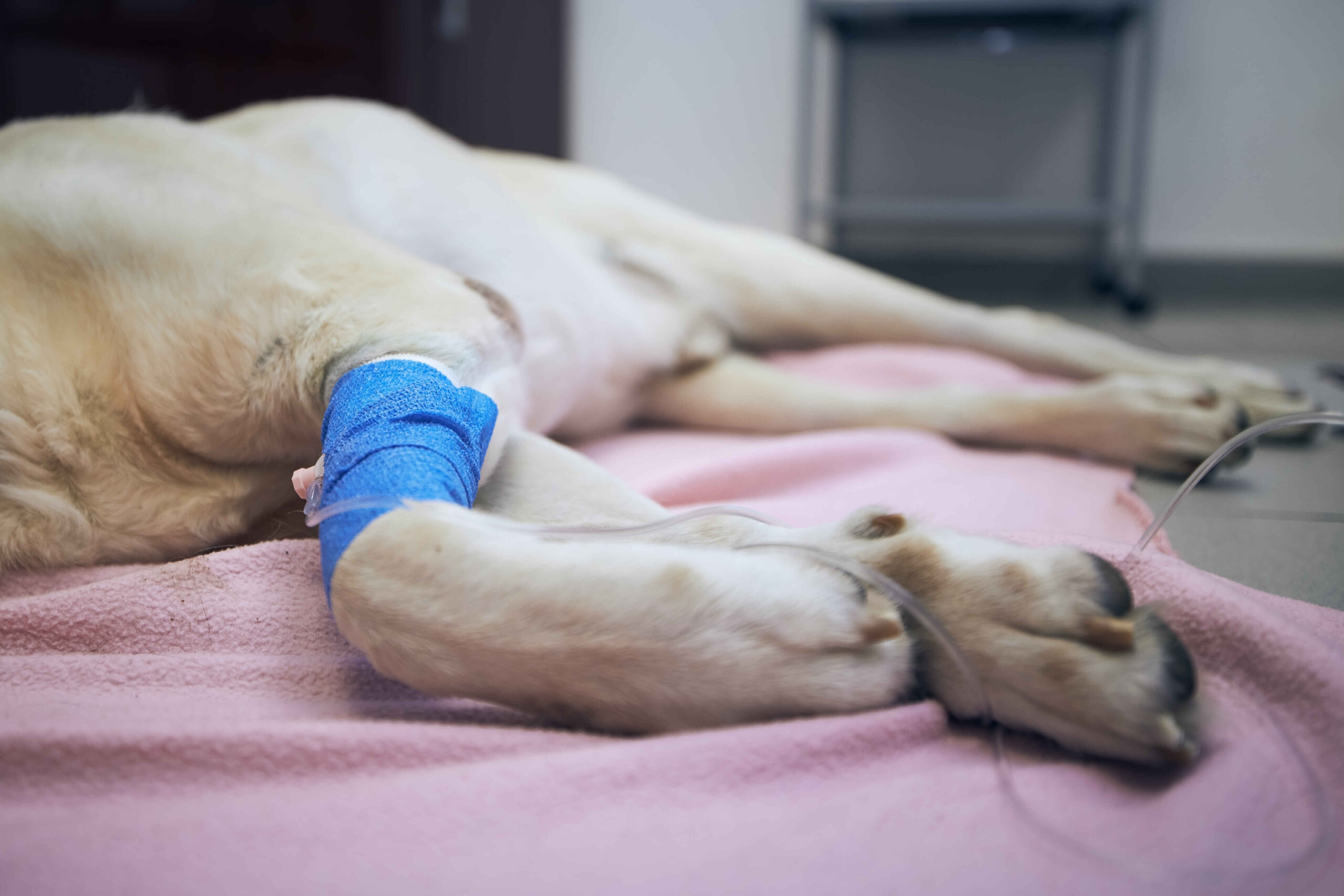 Dog receiving IV treatment at a veterinary clinic for illness recoveryTitle attribute: