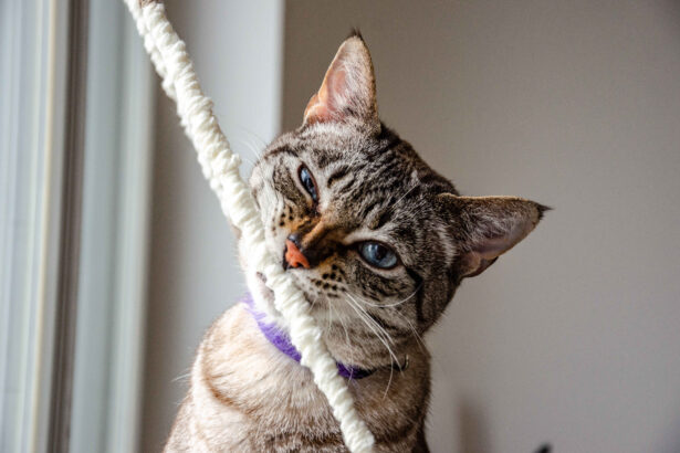 Cat chewing on rope toy showing playful but potentially problematic behavior