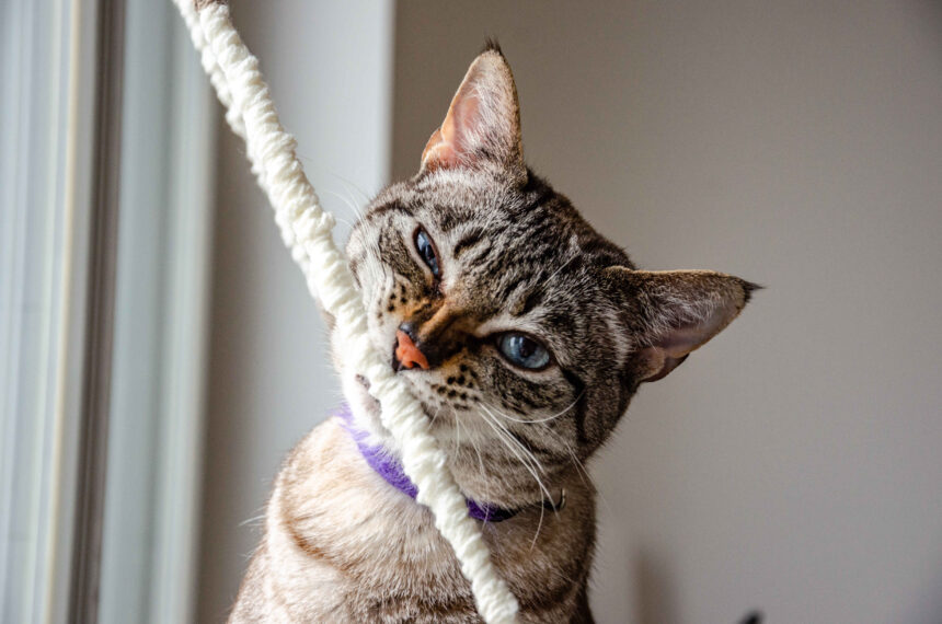 Cat chewing on rope toy showing playful but potentially problematic behavior