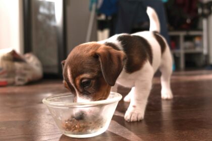 puppy eating food from bowl sensitive stomach diet digestion