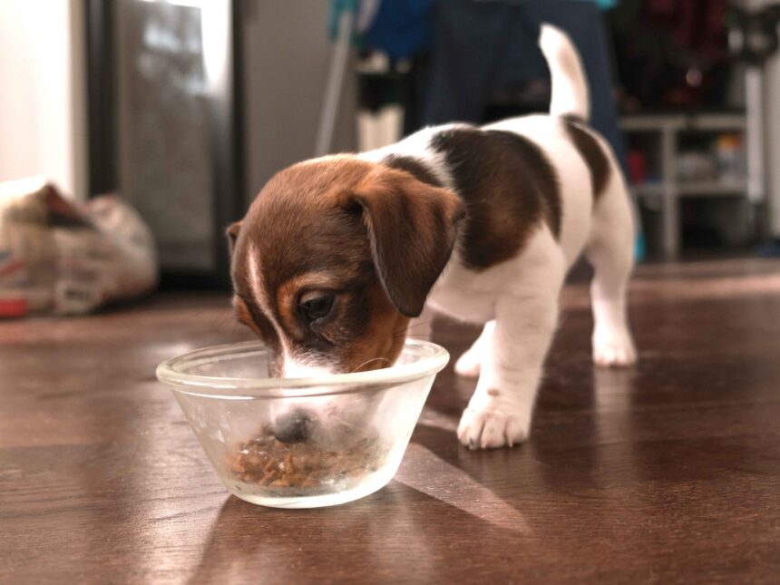 puppy eating food from bowl sensitive stomach diet digestion