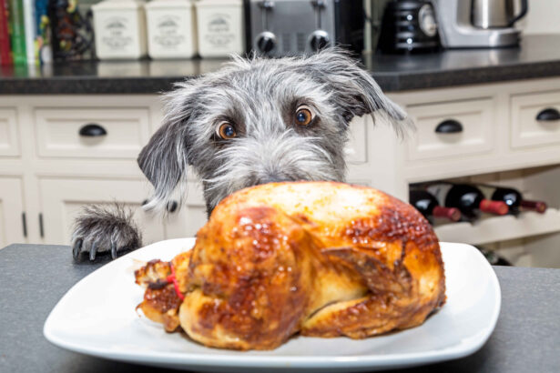 Dog looking at roasted chicken avoid fatty human food diet