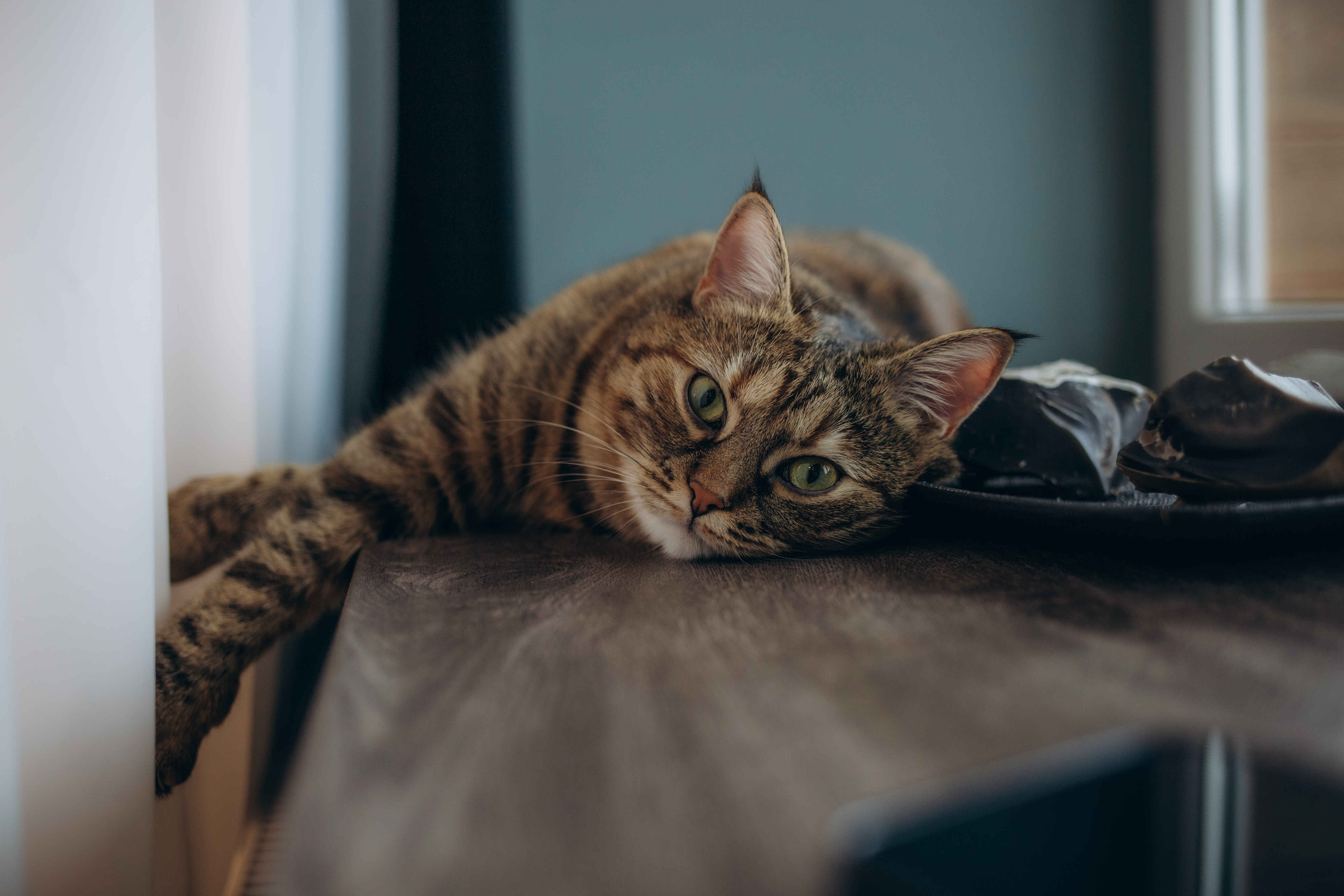 Striped tabby cat resting on a wooden table indoors looking relaxed and calm