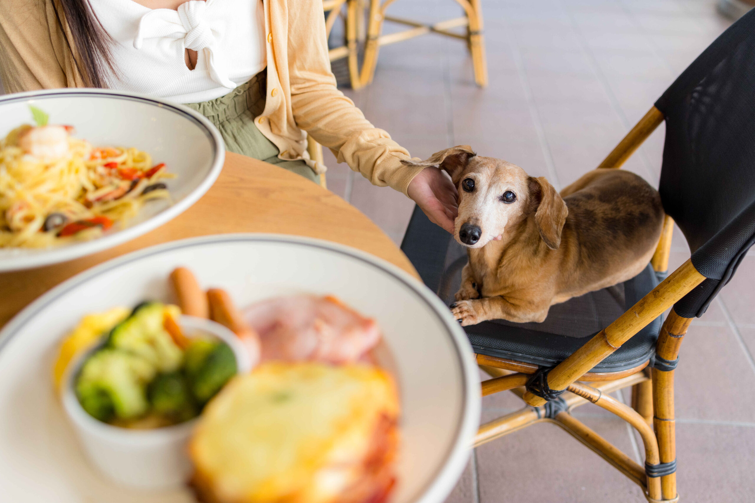 Dog sitting at table with human food managing diet habits