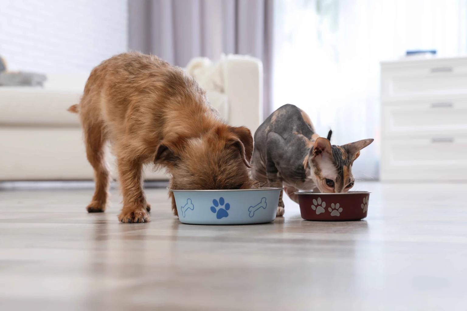 Dog and cat eating pet food from bowls indoors