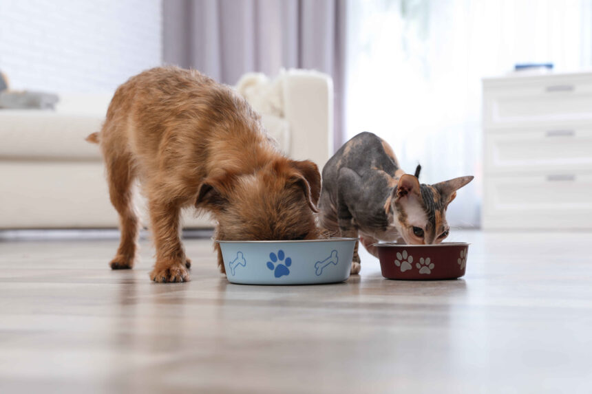 Dog and cat eating pet food from bowls indoors
