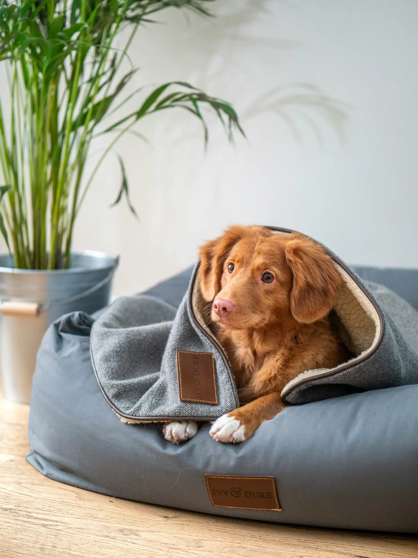 brown short coated dog on gray textile