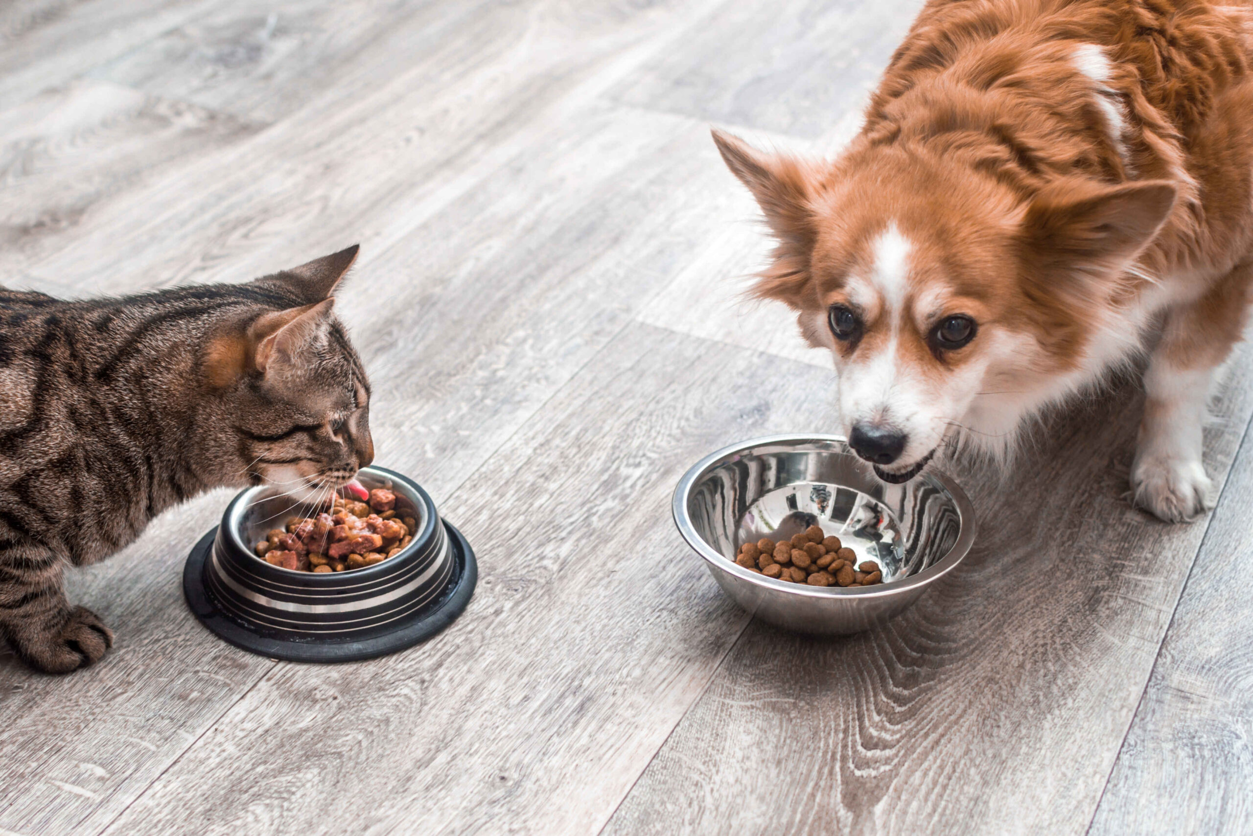 Cat and dog eating pet food from bowls indoors