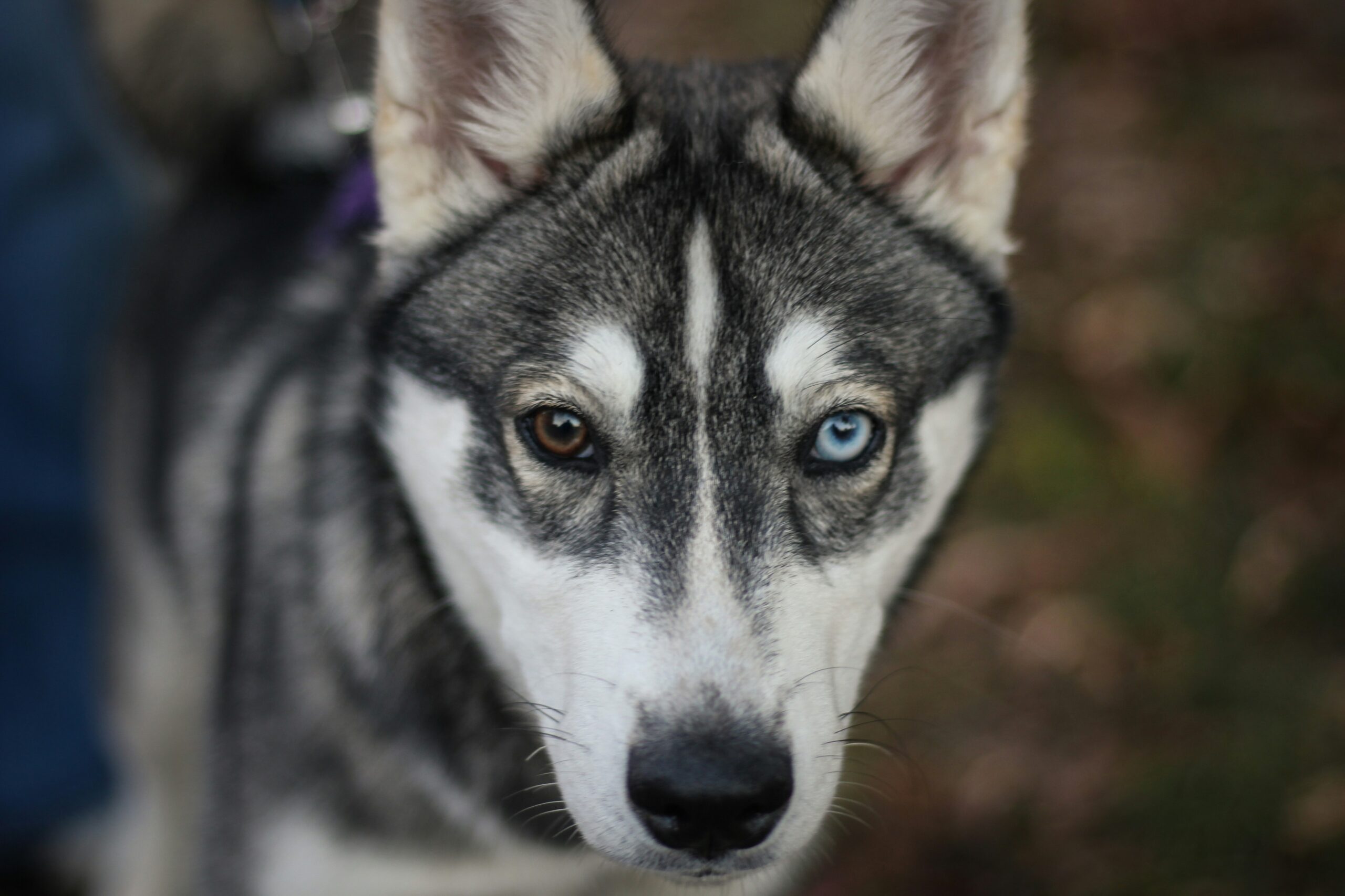 Siberian Husky with different eyes color 