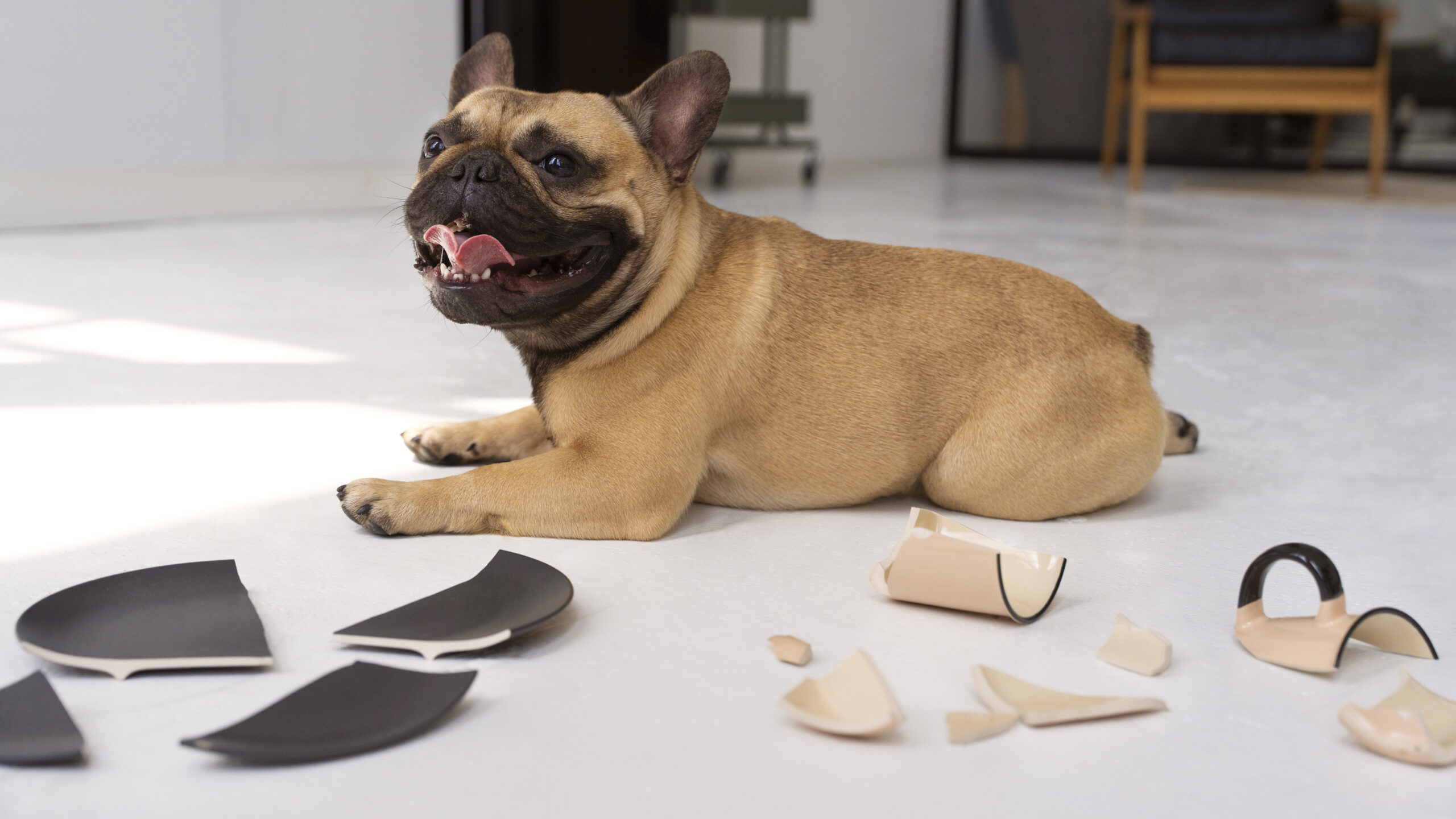 Cute dog breaking plates at home