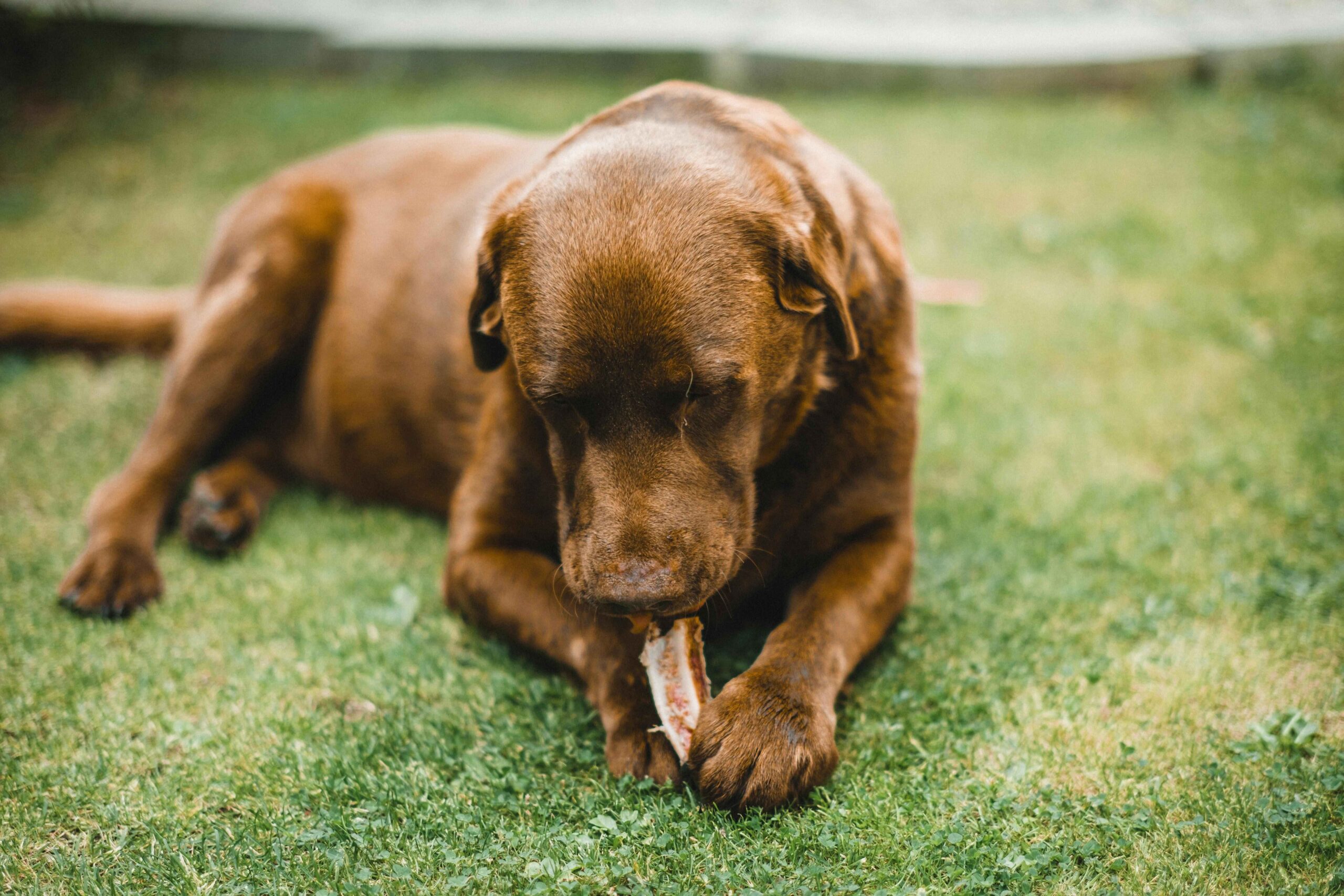 Dog chewing a soft treat while lying on grass outdoors