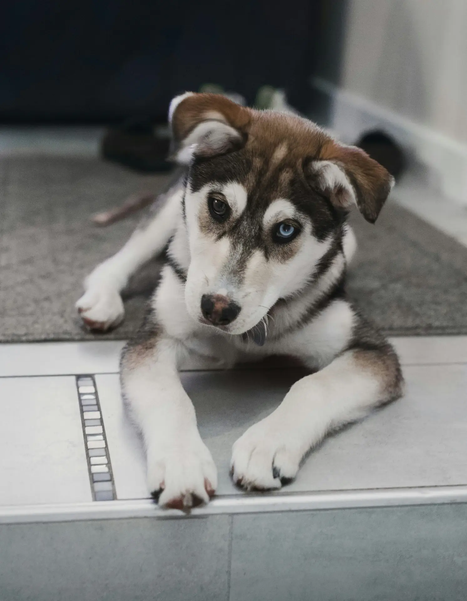 Understanding the Changing Eye Colors of Husky Puppies