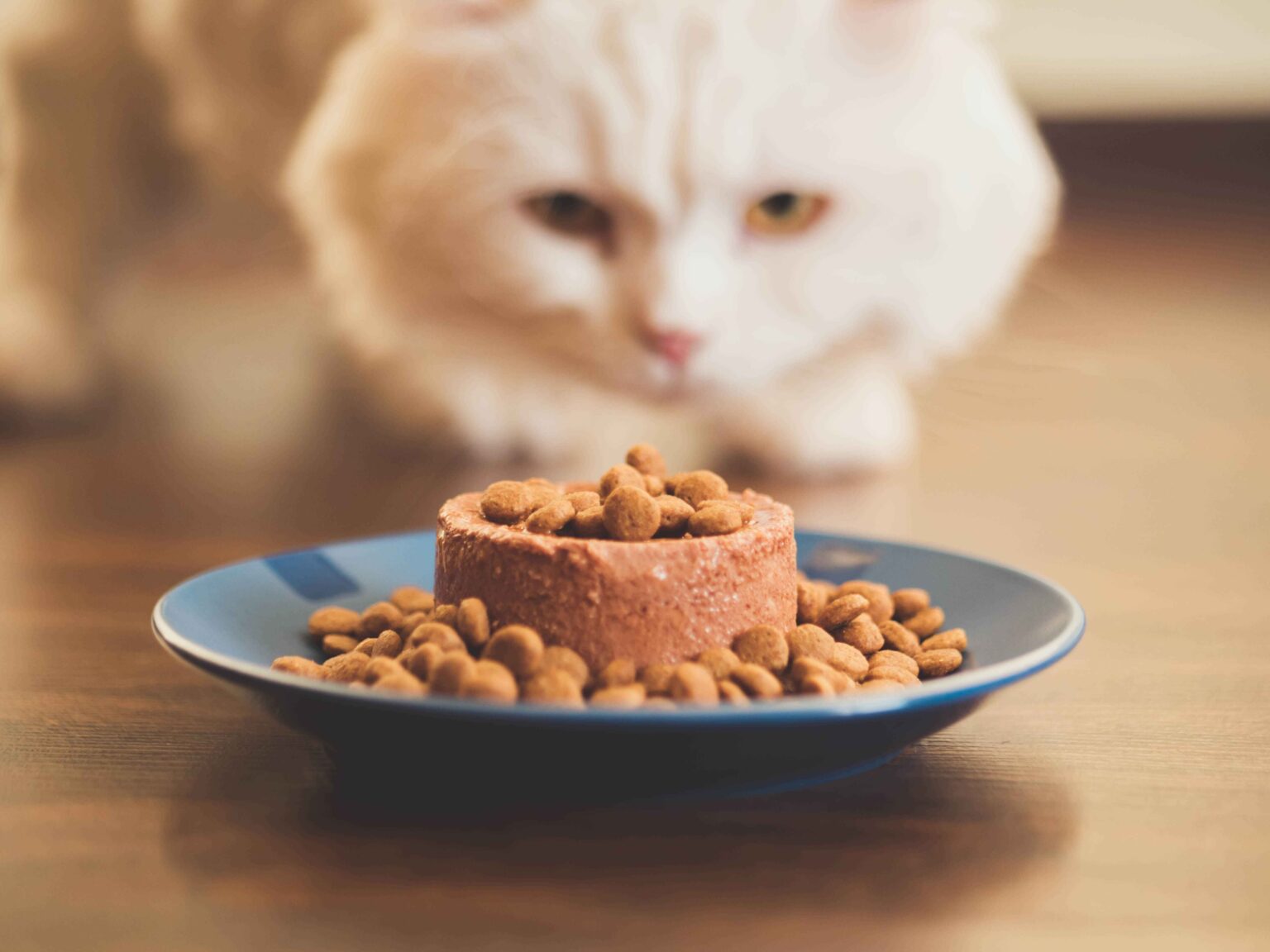How to Choose Cat Food: A Complete Guide for Cat Owners 1 How to Choose Cat Food by comparing wet and dry food options for your cat’s nutritional needs