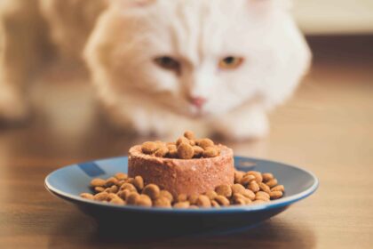 How to Choose Cat Food by comparing wet and dry food options for your cat’s nutritional needs