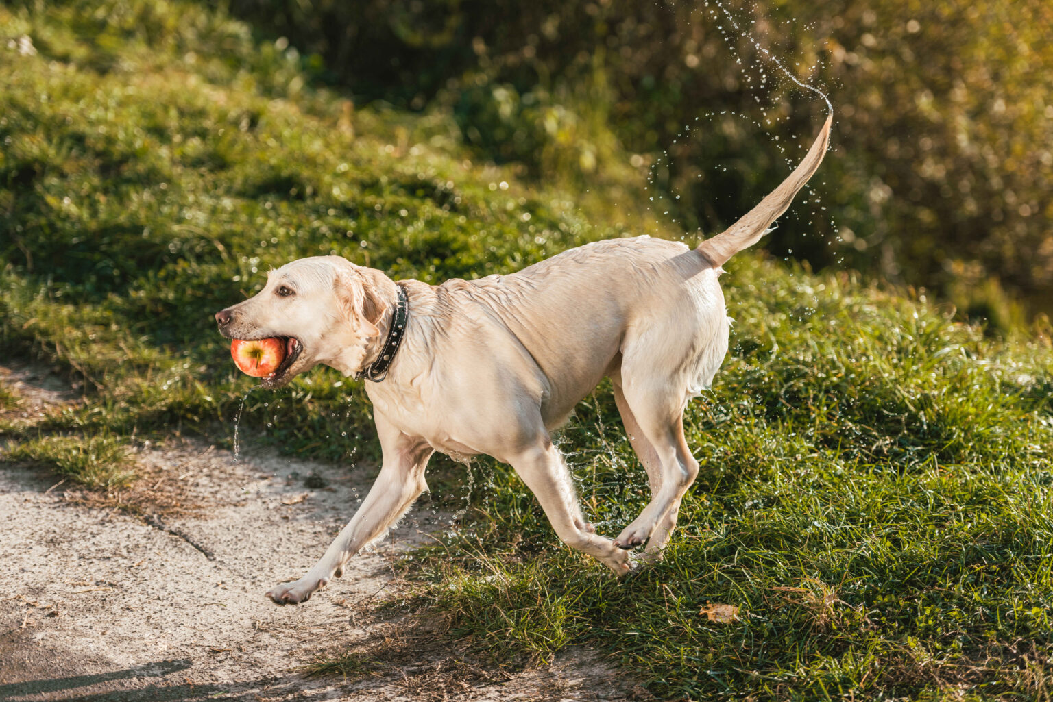 Golden retriever dog running outdoors with an apple in its mouth after playing in water