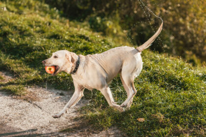 Golden retriever dog running outdoors with an apple in its mouth after playing in water