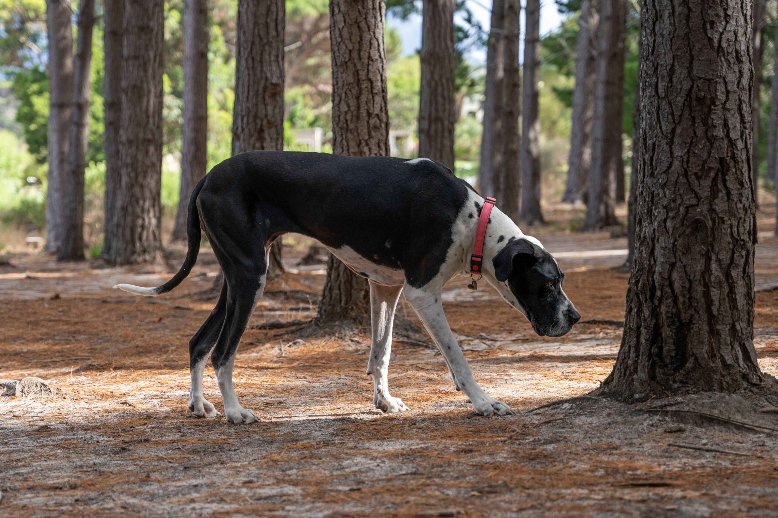 Great Dane walking outdoors large breed health awareness