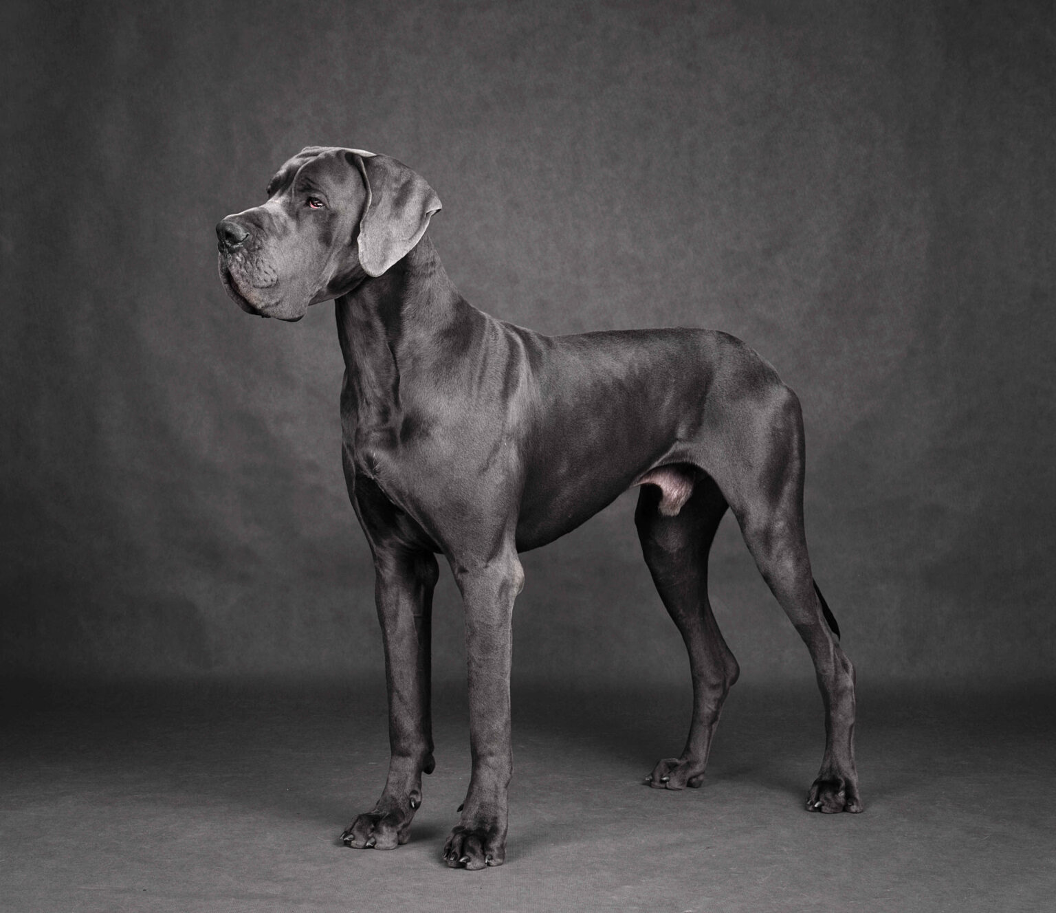 Great Dane (Apollo of dogs) full body standing large dog breed profile