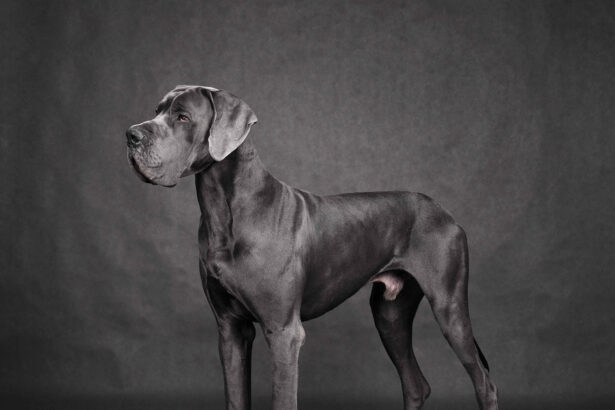 Great Dane (Apollo of dogs) full body standing large dog breed profile