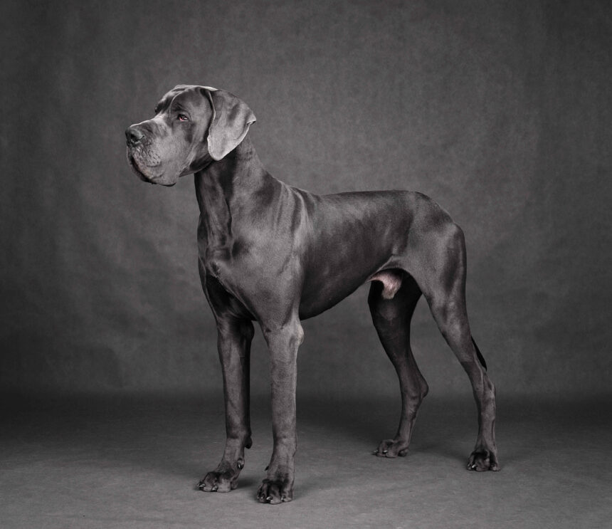 Great Dane (Apollo of dogs) full body standing large dog breed profile