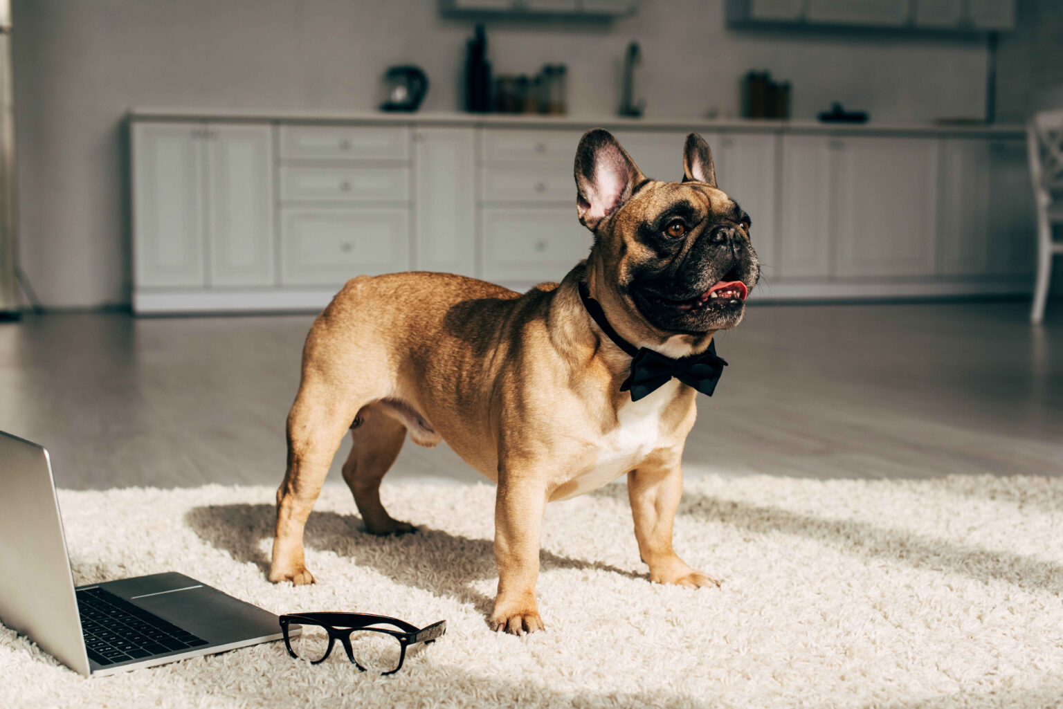 French Bulldog wearing a black bow tie standing on a carpet in a modern living room, with a laptop and glasses placed nearby.