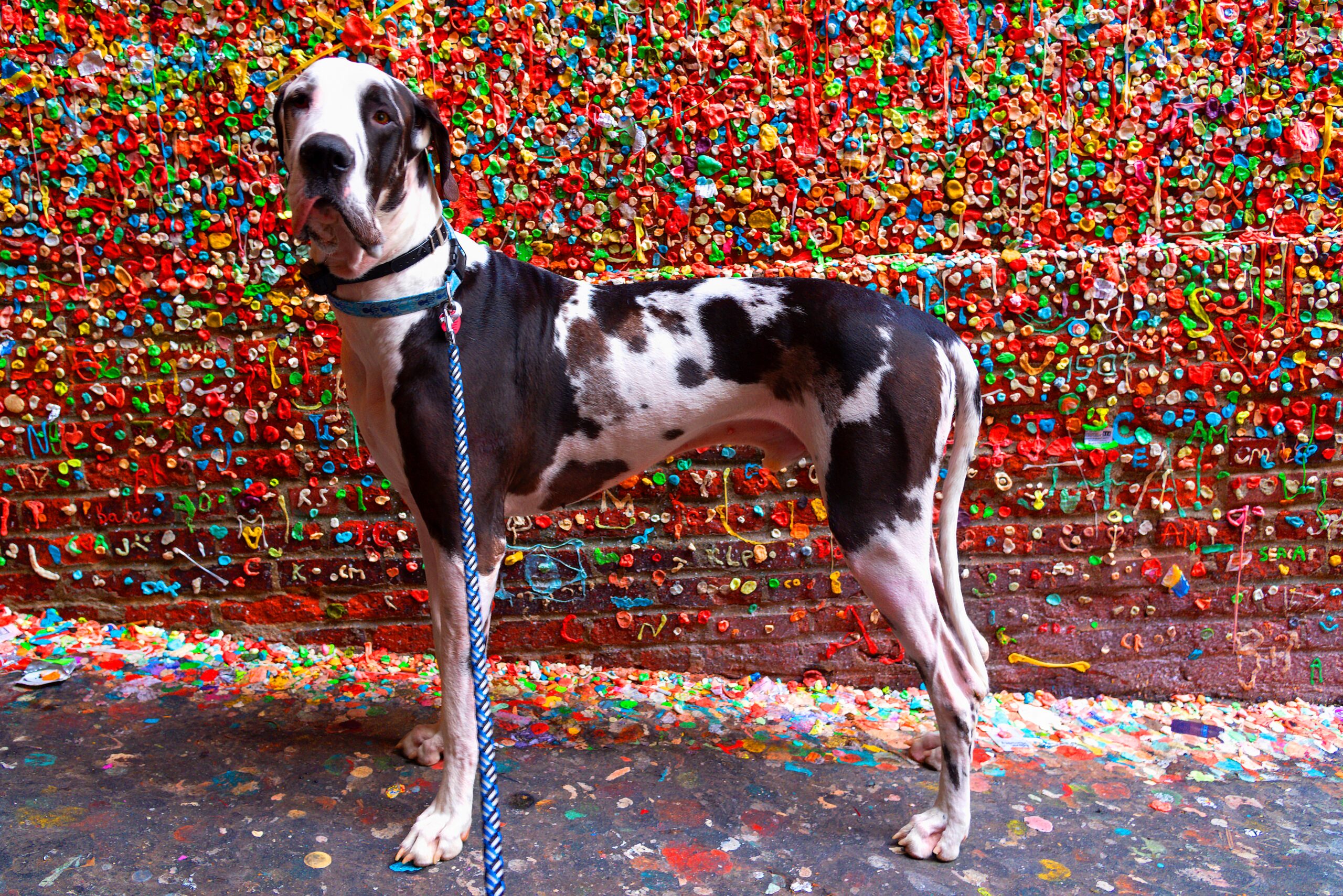 Adorable harlequin great dane dog standing