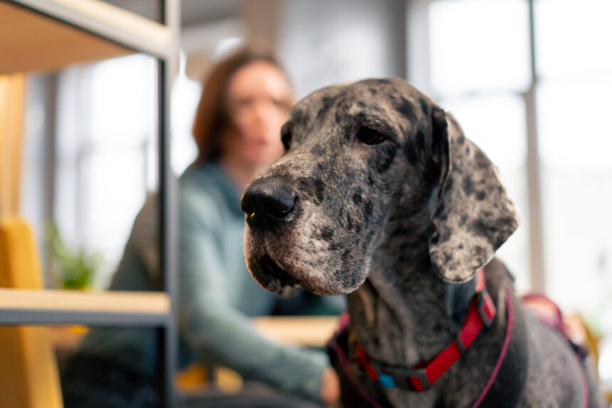 The Great Dane: The Apollo of Dogs