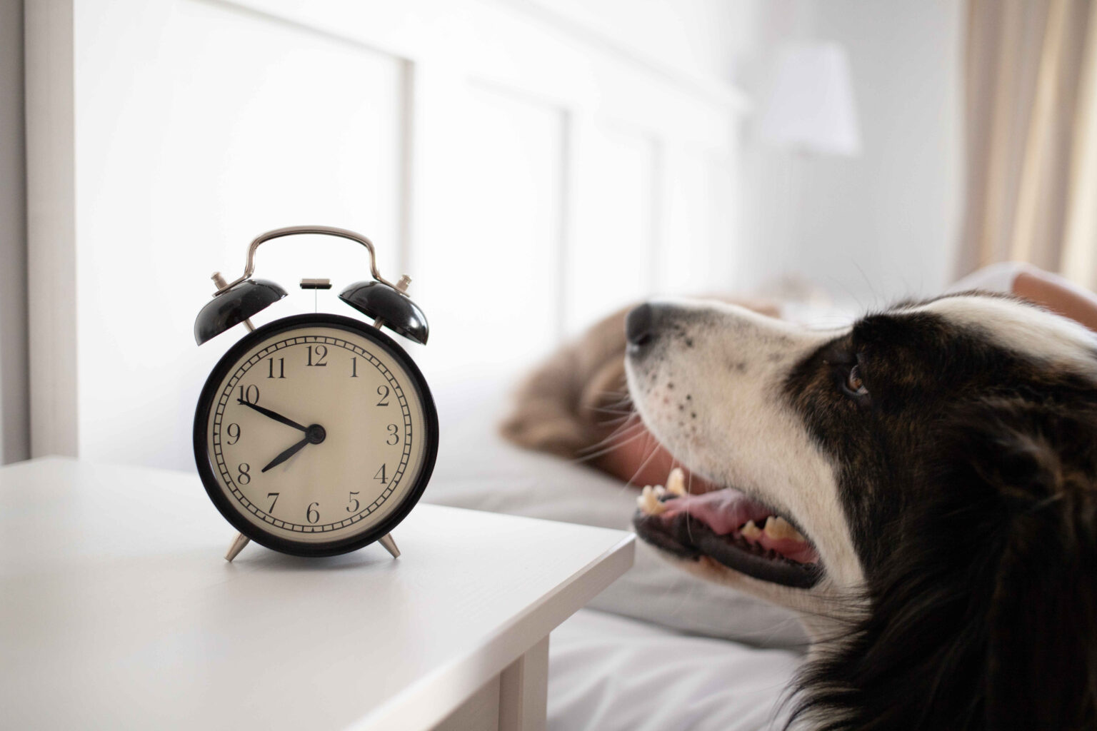 Do Dogs Understand Time? The Fascinating Scientific Truth 1 Do Dogs Understand Time? dog looking at alarm clock beside bed