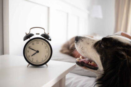 Do Dogs Understand Time? dog looking at alarm clock beside bed