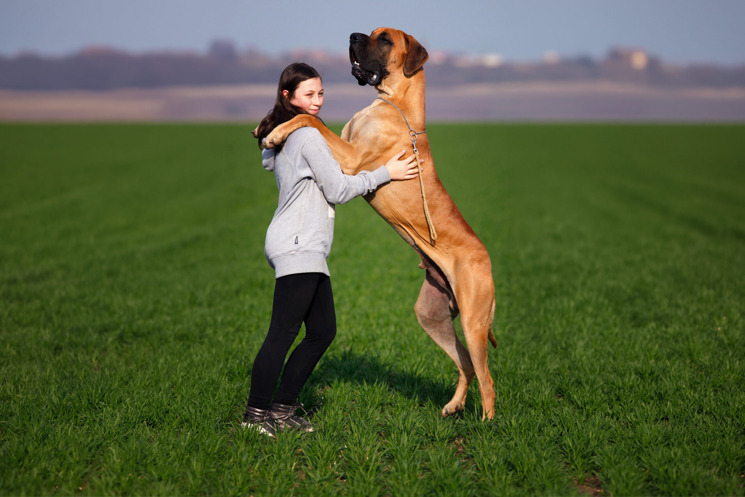 Great Dane standing next to person size comparison giant dog