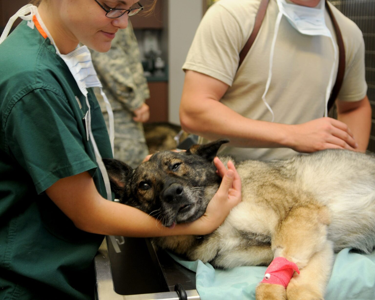 Veterinarian examining a sick dog in a clinic while providing medical care