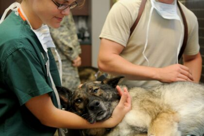 Veterinarian examining a sick dog in a clinic while providing medical care
