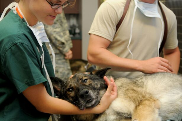 Veterinarian examining a sick dog in a clinic while providing medical care