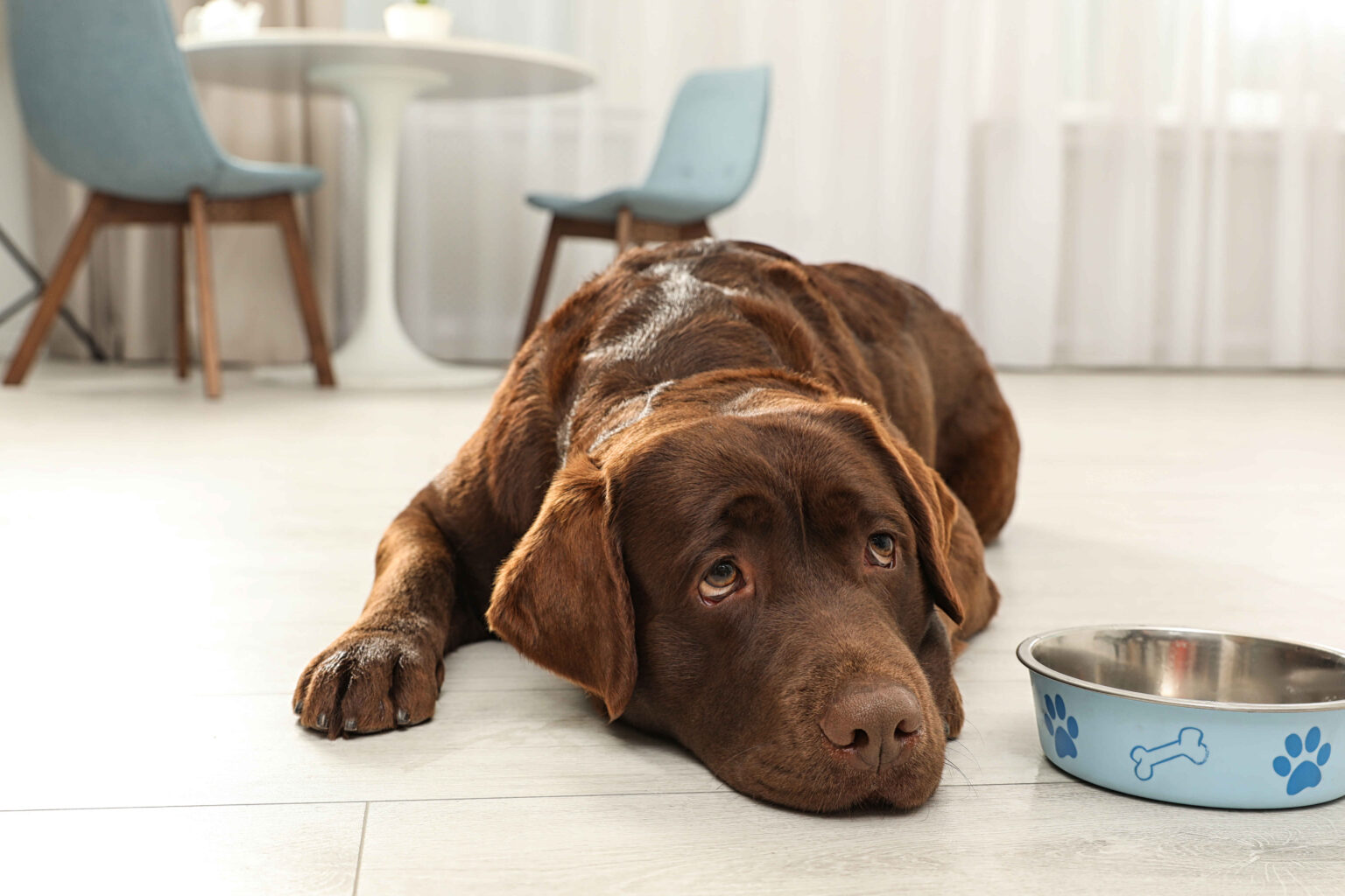 Labrador dog lying on floor next to food bowl refusing to eat or drink