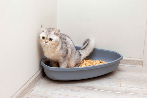 Gray British Shorthair cat sitting in a litter box in a clean indoor corner