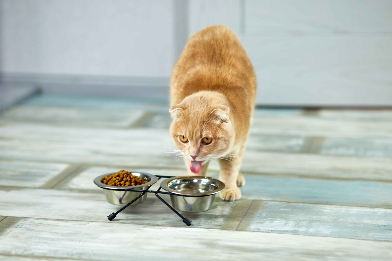 Indoor cat eating dry food and drinking water from bowls on the floor