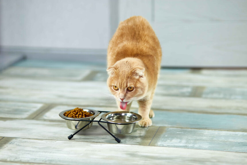 Indoor cat eating dry food and drinking water from bowls on the floor