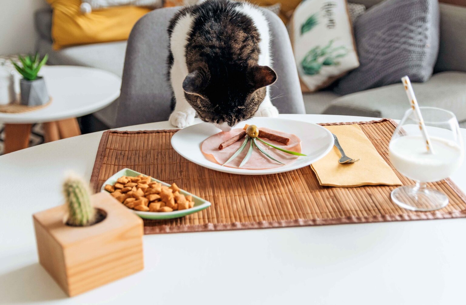Best Cat Food: 7 Proven Ways to Choose the Healthiest Diet for Your Cat 1 Best Cat Food for feral cats should include protein-rich meat-based meals and balanced nutrition
