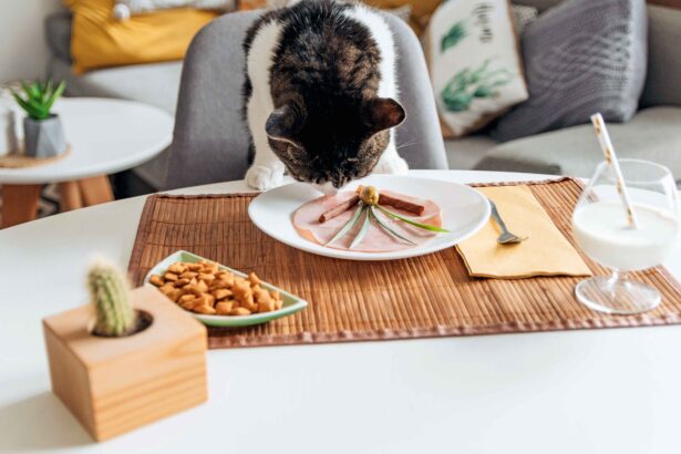 Best Cat Food: 7 Proven Ways to Choose the Healthiest Diet for Your Cat 8 Best Cat Food for feral cats should include protein-rich meat-based meals and balanced nutrition