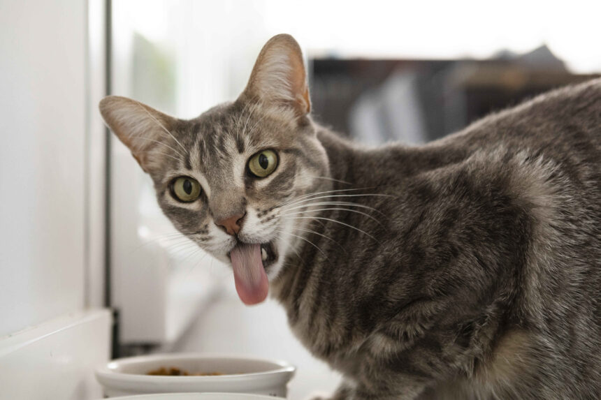 Best Cat Food for Sensitive Stomach should feature gentle, easily digestible ingredients for cats with digestive issues