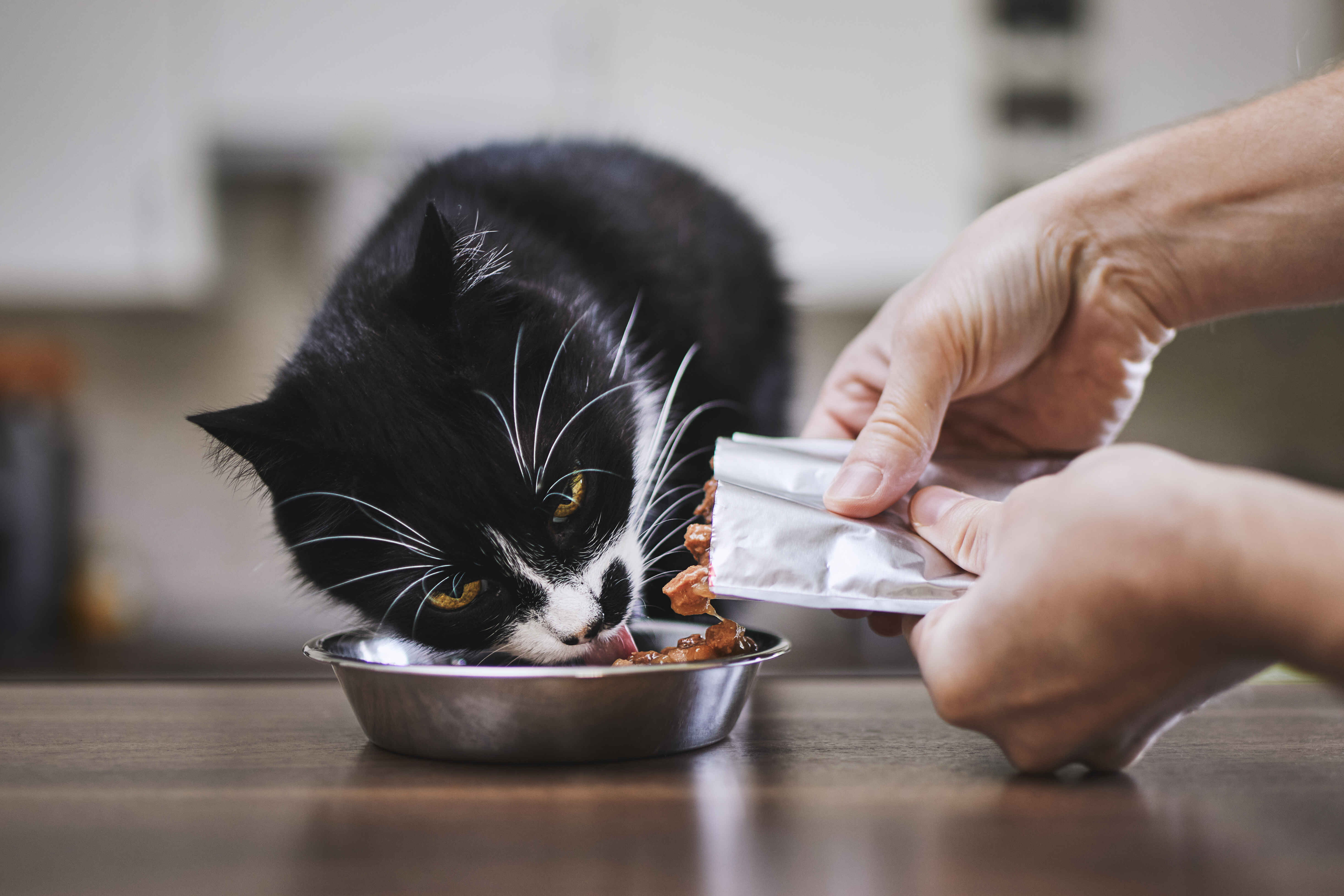 Best Cat Food: 7 Proven Ways to Choose the Healthiest Diet for Your Cat 2 Best Cat Food should be served in proper portions to maintain healthy weight and balanced nutrition