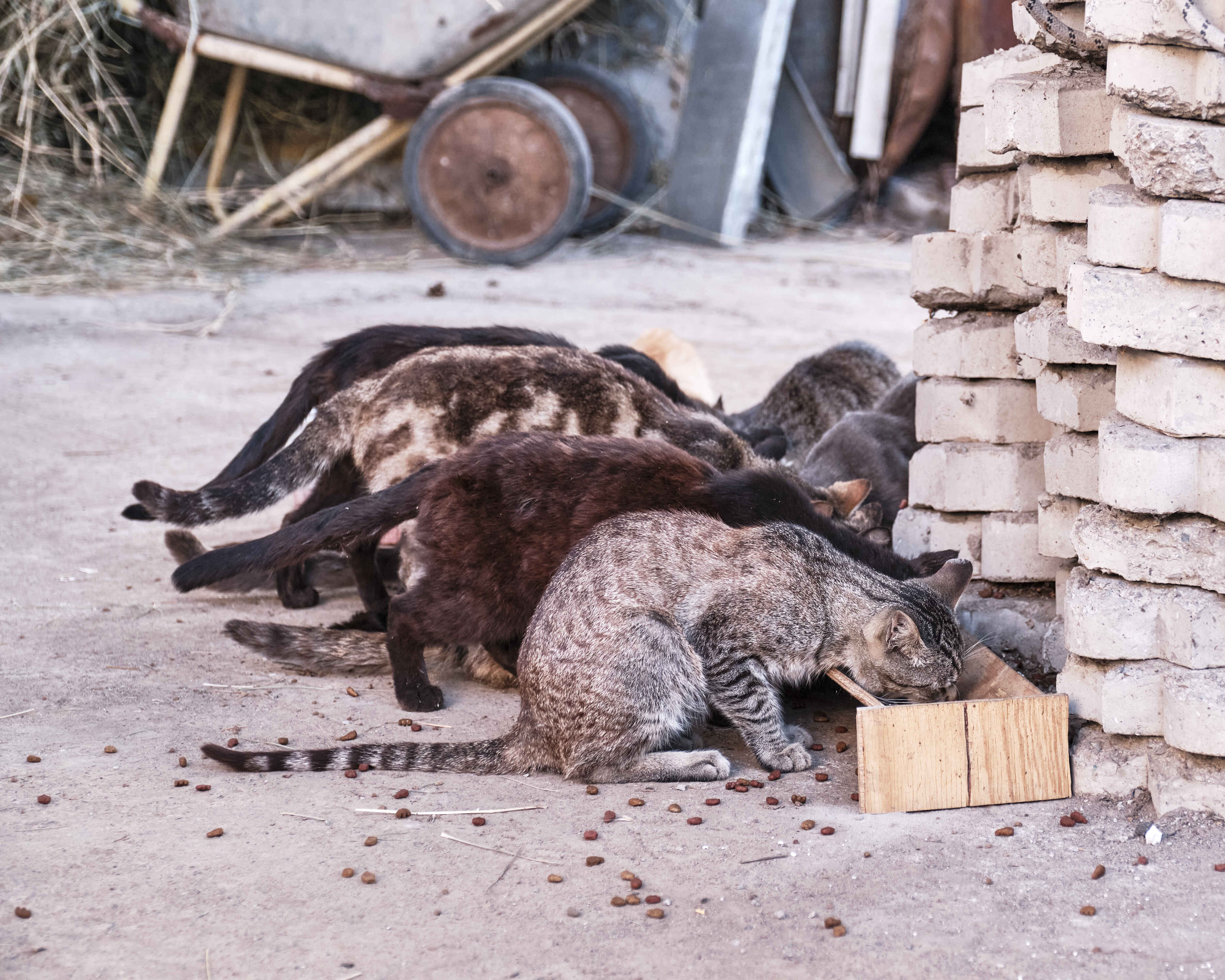 Best Food for Feral Cats being served to a colony of stray cats during outdoor feeding