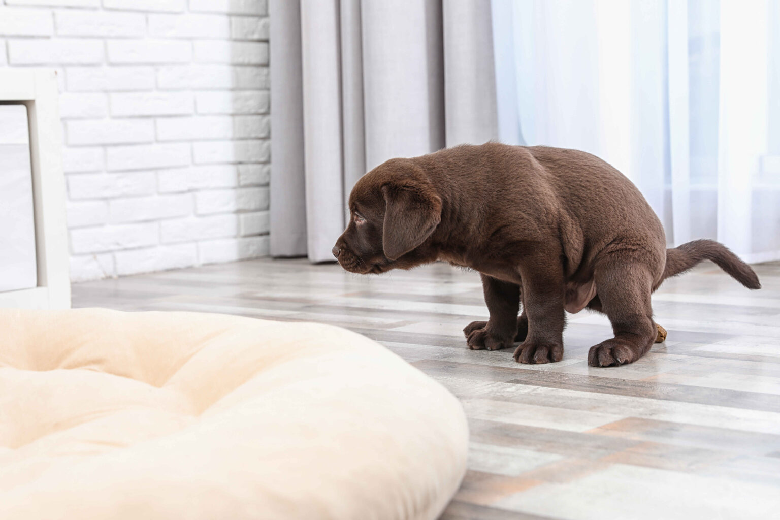 A chocolate Labrador puppy squatting on a tiled floor near a dog bed indoors.