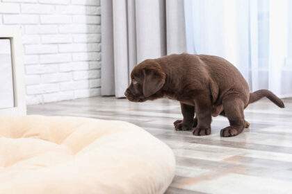 A chocolate Labrador puppy squatting on a tiled floor near a dog bed indoors.