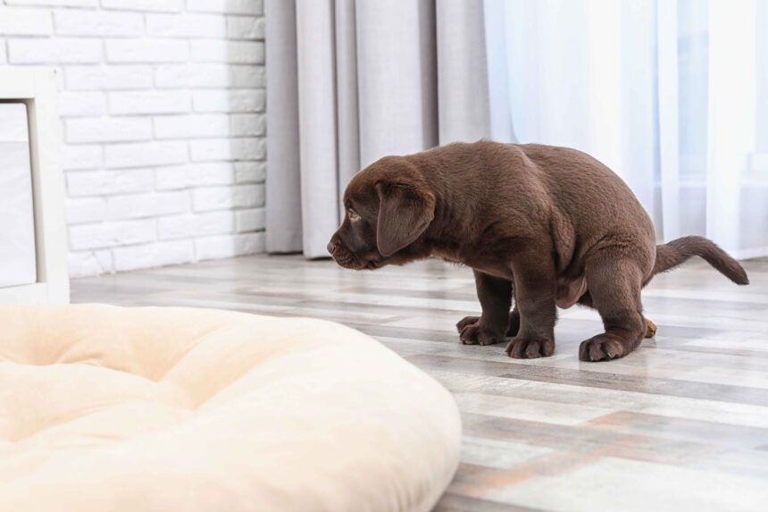 A chocolate Labrador puppy squatting on a tiled floor near a dog bed indoors.