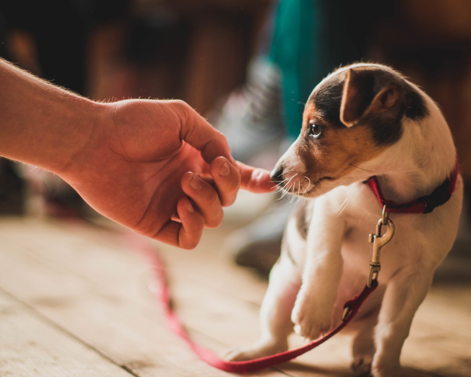 Small puppy gently touching a human finger while wearing a red leash indoors