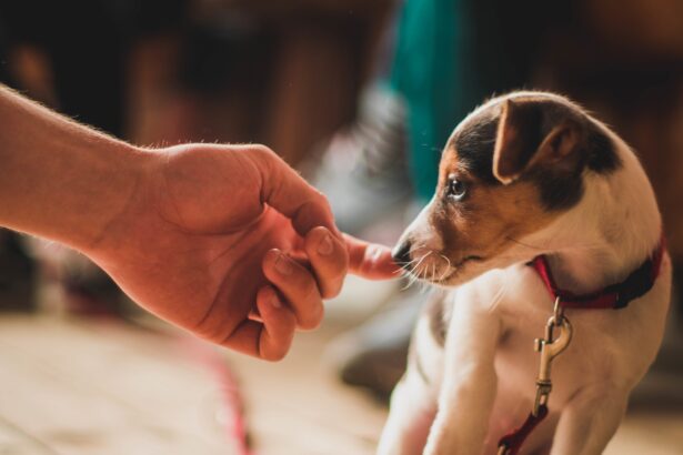 Small puppy gently touching a human finger while wearing a red leash indoors