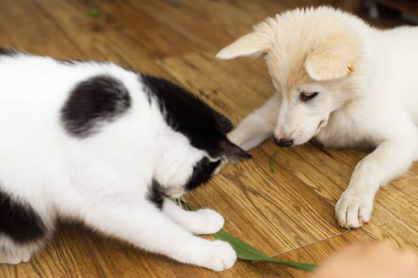 Black and white cat playing with a light-colored puppy on a wooden floor